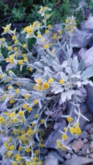 Pentanema verbascifolium