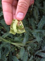Astragalus nuttallii nuttallii