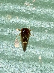 Ophiderma evelyna