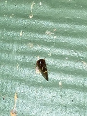 Ophiderma evelyna