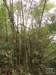 Bambusa odashimae