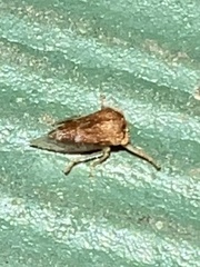 Ophiderma evelyna
