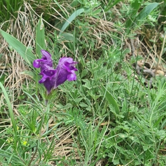 Dracocephalum austriacum
