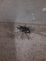 Dorcus rectus rectus