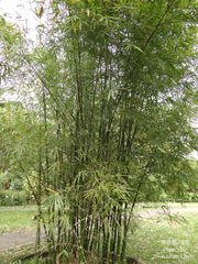 Bambusa utilis