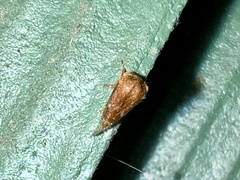 Ophiderma evelyna