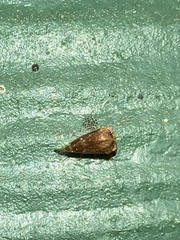 Ophiderma evelyna