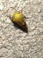 Ophiderma evelyna