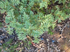 Grevillea bipinnatifida