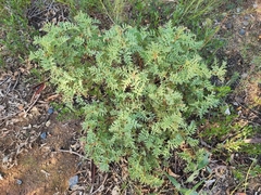 Grevillea bipinnatifida