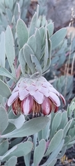 Protea pendula