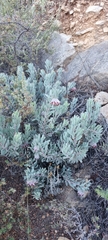 Protea pendula