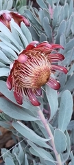 Protea pendula