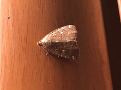 Amyna stellata