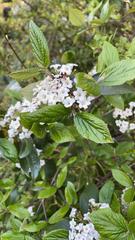 Viburnum