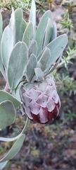 Protea pendula