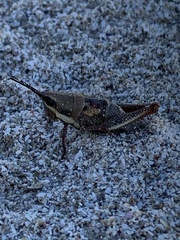 Monistria discrepans