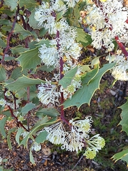 Hakea cristata