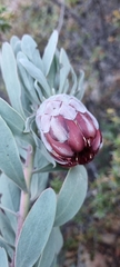 Protea pendula