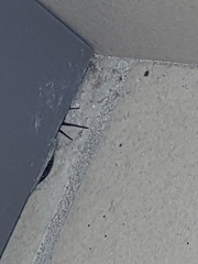 Araneomorphae