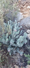 Protea pendula