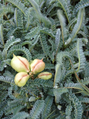 Astragalus nuttallii nuttallii