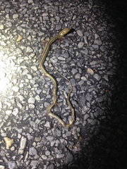 Ophisaurus attenuatus