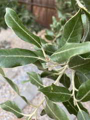 Quercus ilex