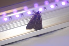 Parabagrotis exsertistigma