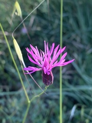 Crupina crupinastrum