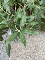 Quercus ilex