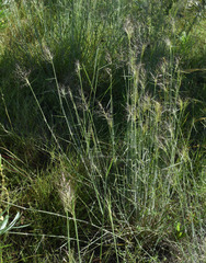 Eriachne stipacea