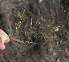 Eriachne stipacea
