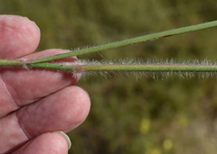 Eriachne stipacea