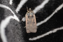 Parabagrotis exsertistigma