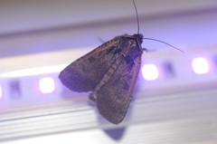 Parabagrotis exsertistigma