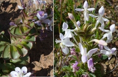 Lapeirousia pyramidalis pyramidalis