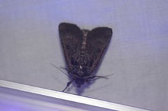 Parabagrotis exsertistigma