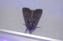 Parabagrotis exsertistigma
