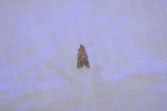 Platphalonidia felix