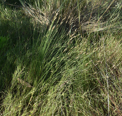 Fimbristylis squarrulosa