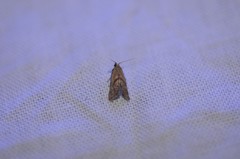 Platphalonidia felix