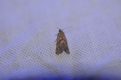 Platphalonidia felix