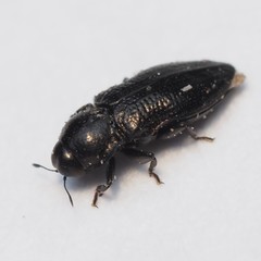 Aphanisticus cochinchinae