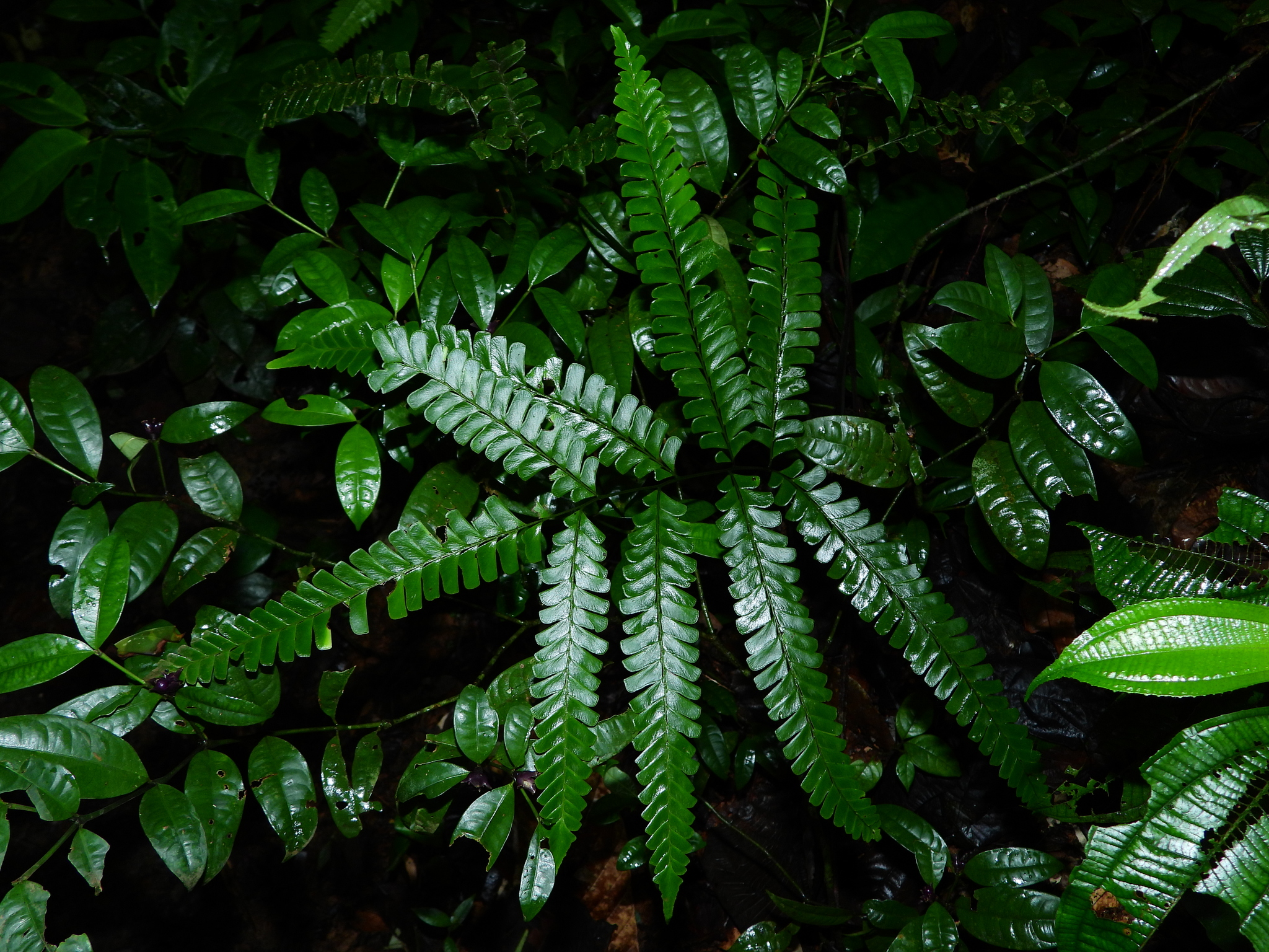 Lindsaea quadrangularis