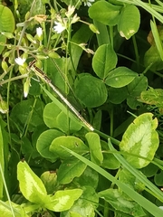 Platycnemis pennipes