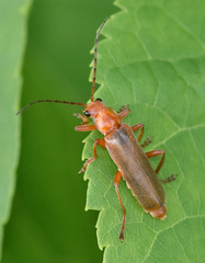Cantharis rufa