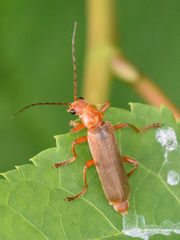 Cantharis rufa