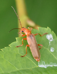 Cantharis rufa