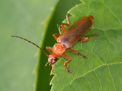 Cantharis rufa